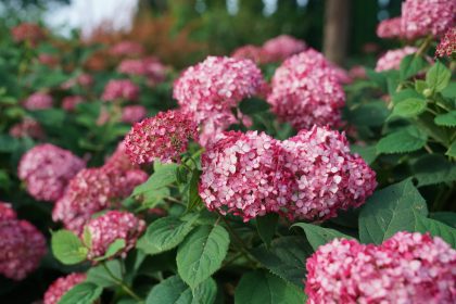 product-1410-1759492869-MO424293S