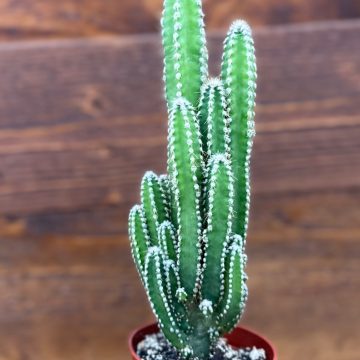 Acanthocereus tetragonus – 4″