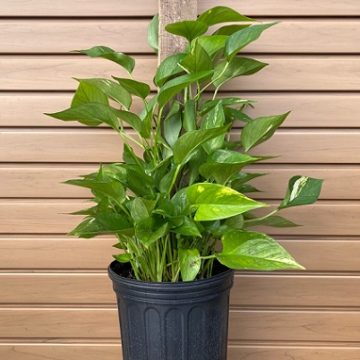 POTHOS ‘GOLDEN’ – 8″ TOTEM