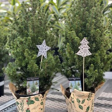 Decorated Alberta Spruce – 6″
