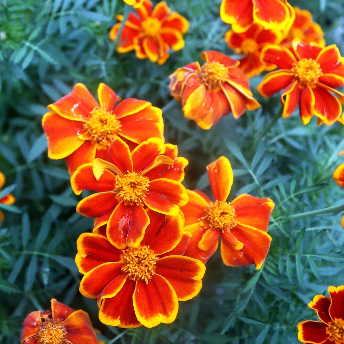 product-141693-1768346456-sse1081