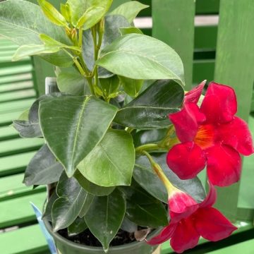 MANDEVILLA 'MADINIA™ DEEP RED', SIZE- QUART
