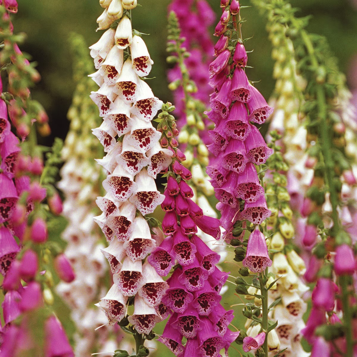 product-141709-1768346426-sse0128a