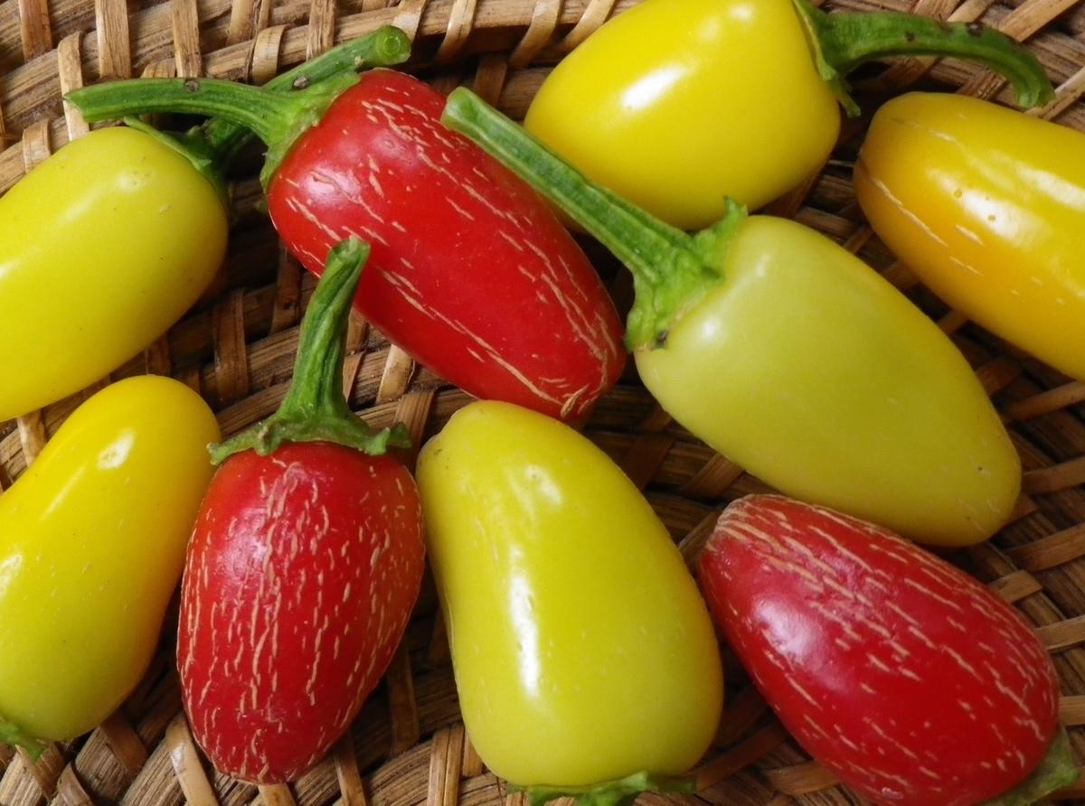 product-142020-1769552428-se46529