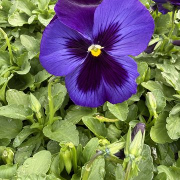 Pansy Matrix® Denim - 4 pak