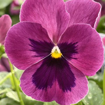 Pansy Spring Matrix™ Pink Shades - 4 pak