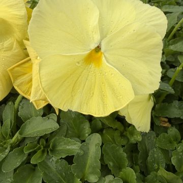Pansy Spring Matrix™ Lemon - 4 pak