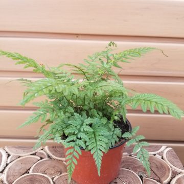 Fern 'Polystichum tsussimense' - 4"