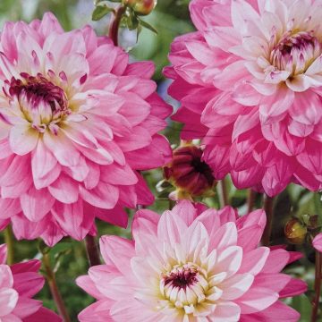 DAHLIA DECORATIVE, LUKA JOHANNA - 2 CLUMPS