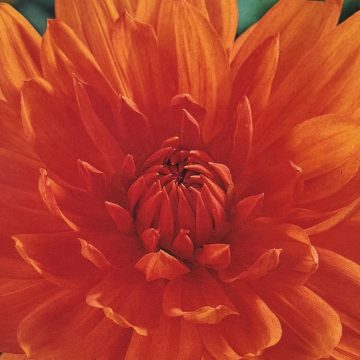 DAHLIA DECORATIVE, PRINCE OF ORANGE - 2 CLUMPS