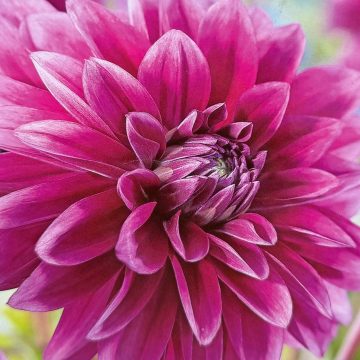 DAHLIA DECORATIVE, LE BARON - 2 CLUMPS