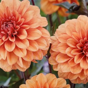 DAHILA DECORATIVE, DAVID HOWARD - 2 CLUMPS