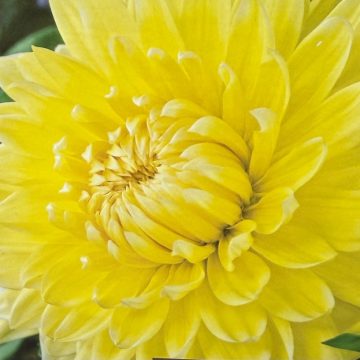 DAHLIA DINNER PLATE, BILBAO - 2 CLUMPS