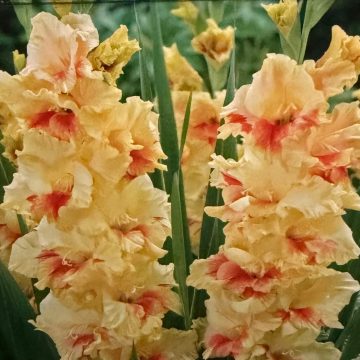 GLADIOLUS, JESTER - PACAKGE OF 10 BULBS