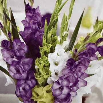 GLADIOLUS, GLAD YOU ARE HERE - PACAKGE OF 10 BULBS