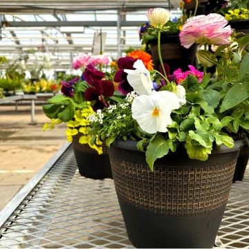 SPRING SURPRISE PLANTER WORKSHOP – SUNDAY