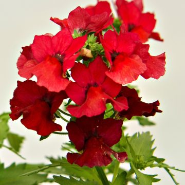 Nemesia Whimsy™ Red - 4 1/3" Pot