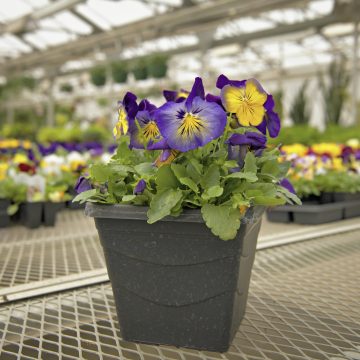 Pansy Delta™ Classic Blue Morpho - 7.5" SQ