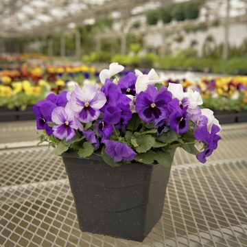 Pansy Delta™ Pro Lavender Blue Shades - 7.5" SQ