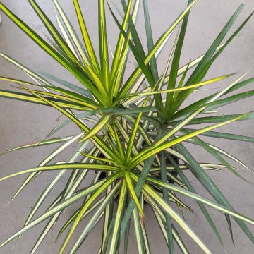 Dracaena, Kiwi – 8″