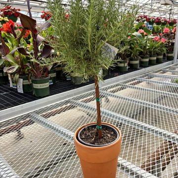 TUSCAN BLUE ROSEMARY, SIZE #1 CLAY POT