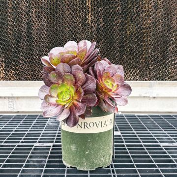 SEMPONIUM 'VORTEX BLACK', SIZE #1
