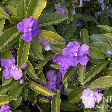 Brunfelsia pauciflora 'Floribunda', Size #2