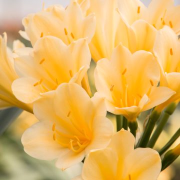 Clivia miniata 'Belgian Hybrid Yellow', Size #2