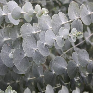 Eucalyptus cinerea, Size #1