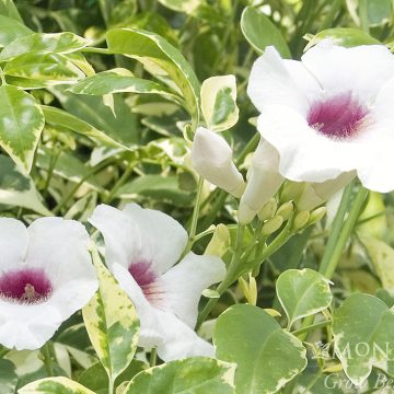 Pandorea jasminoides 'Charisma' - Size #1