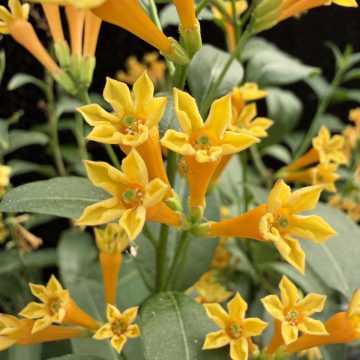 Cestrum 'Orange Peel', Size #2
