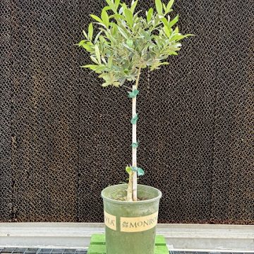 OLIVE 'LITTLE OLLIE', SIZE #2