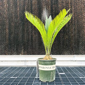 Palm 'Cycas revoluta' - 6" Pot