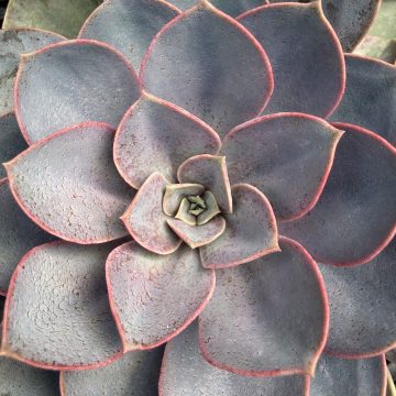 Echeveria 'Perle von Nurnberg', Size #1