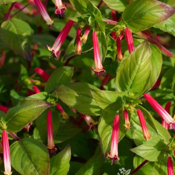CUPHEA ‘HUMMINGBIRD LUNCH’, SIZE #1