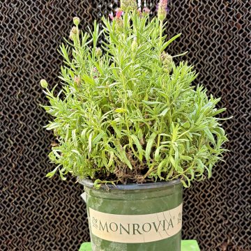 Lavandula 'Primavera', Size #1