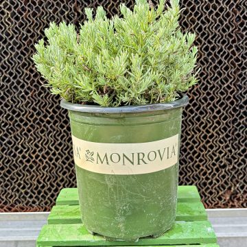 Lavandula 'Anouk Burgundy', Size #1