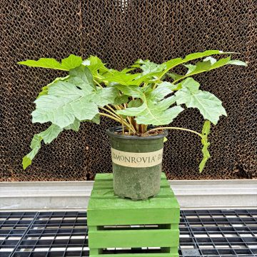 Acanthus mollis 'Oak Leaf', Size #1