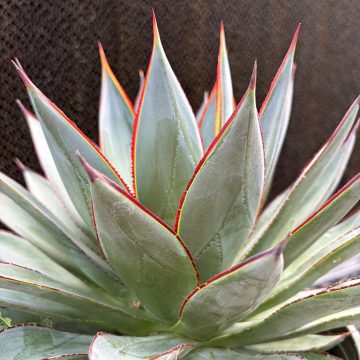 Agave 'Blue Glow', Size #1