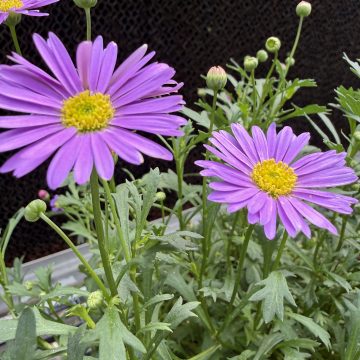 Brachyscome 'Fresco™ Purple', Size #1