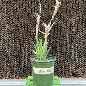 Anigozanthos 'Celebrations™ Fireworks', SIZE #1