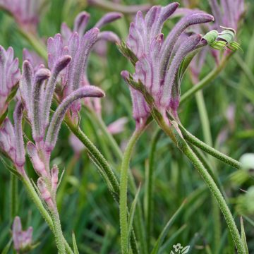 Anigozanthos 'Celebrations™ Carnival', SIZE #1