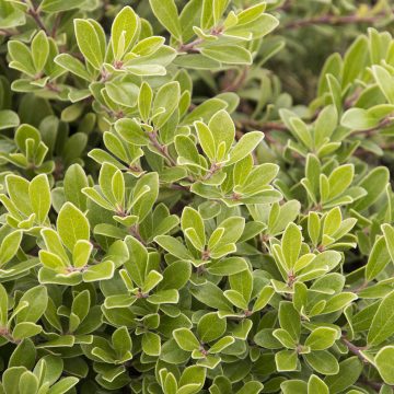 Arctostaphylos 'Massachusetts', Size #1