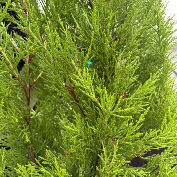 Donard Gold Monterey Cypress, Size #5