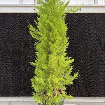 Donard Gold Monterey Cypress, Size #5