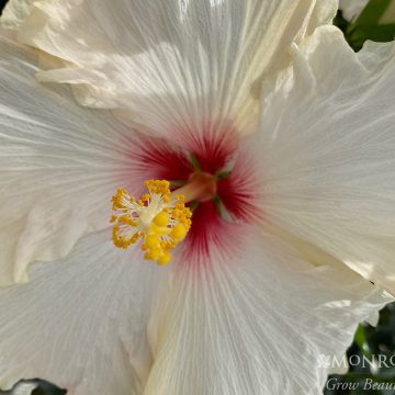 HIBISCUS 'JAZZY JEWEL® OPAL', SIZE #2 PATIO TREE