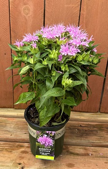 Monarda 'BeeMine™ Lavender', Size #1