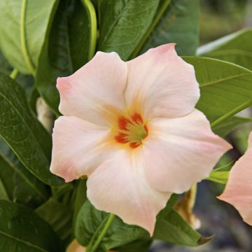 MANDEVILLA 'Sun Parasol® Giant Peach Sunrise' #1