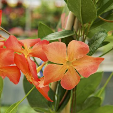 MANDEVILLA 'Sun Parasol® FiredUp Orange', SIZE #1
