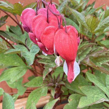 DICENTRA 'Valentine®', SIZE #1